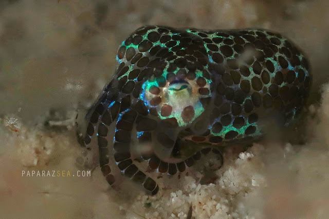 Scuba diving Philippines, Underwater Photography Philippines, Dive Philipines, PaparazSea