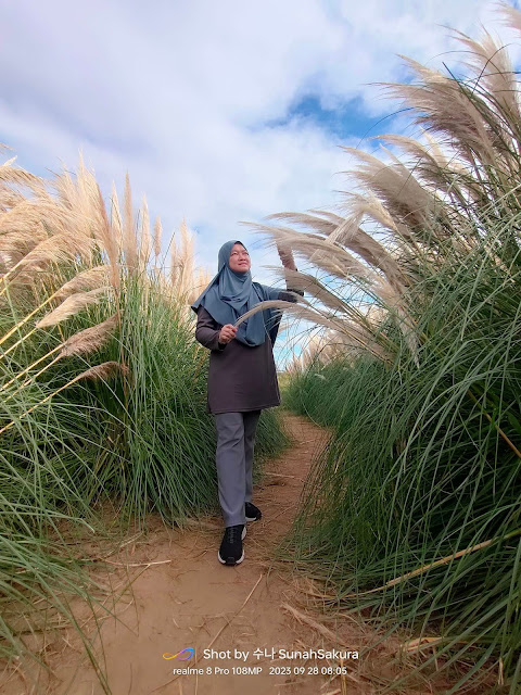 Pampas Grass dan Pink Muhly Grass di Daejeo Ecological Park, Busan