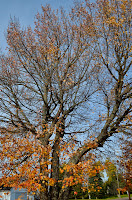 autumn sugar maple tree after leaves have fallen