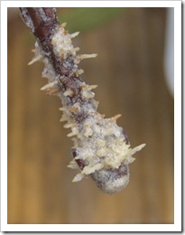 Rooting Viburnum from Hardwood Cuttings-2 Rooting Viburnum from Hardwood Cuttings