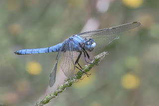 libelula-centinela-azul-orthetrum-brunneum-macho-posado-