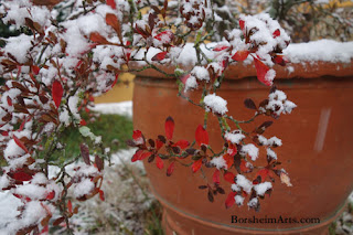 Snow in Castelvecchio Italy  Azalea in the Snow