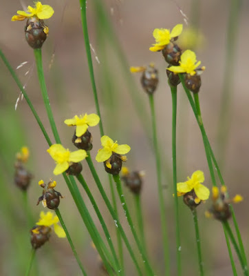 Carolina or Bog yellow-eyed grass (Xyris difformis)
