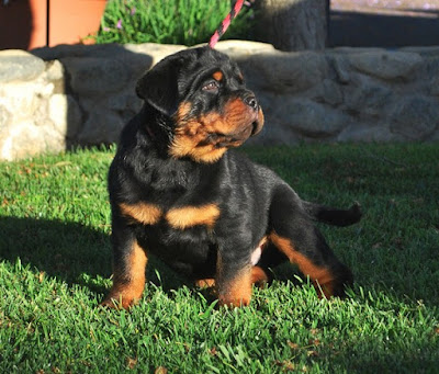 American Rottweiler Puppies For Sale Near Me