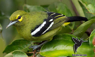 burung cipoh jantung