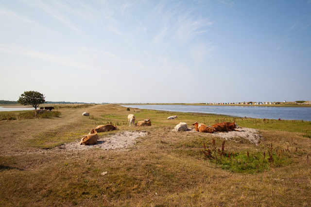 Penisola di Falsterbo-Skanor