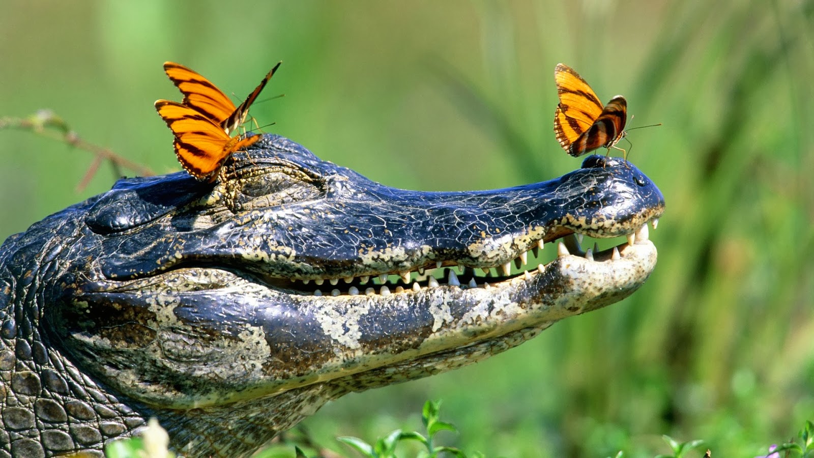 Crocodile Pictures Crocodile Pictures