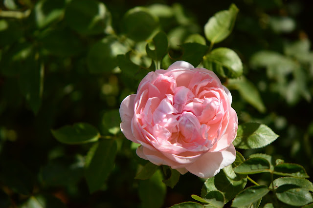 rose, st. swithun, small sunny garden, garden bloggers bloom day, amy myers, desert garden