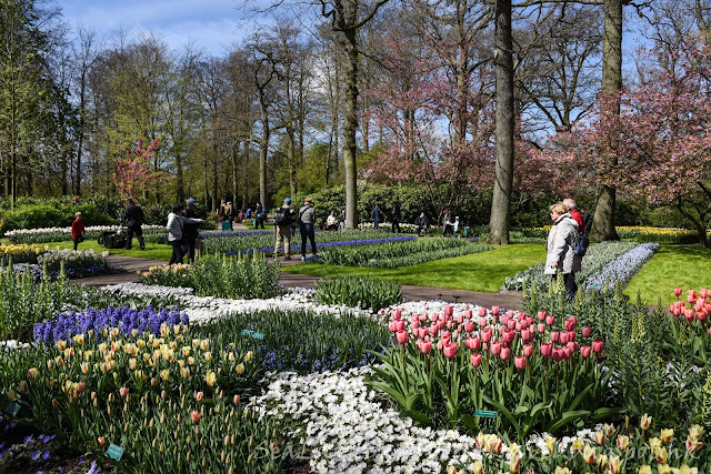 庫肯霍夫公園, Keukenhof, 荷蘭, holland, netherlands