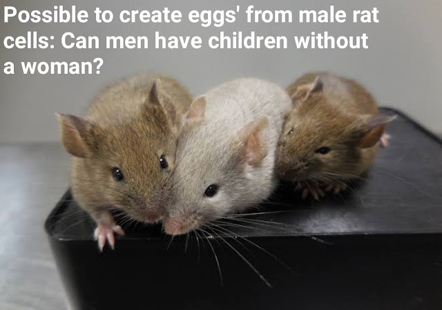 Possible to create eggs' from male rat cells: Can men have children without a woman?