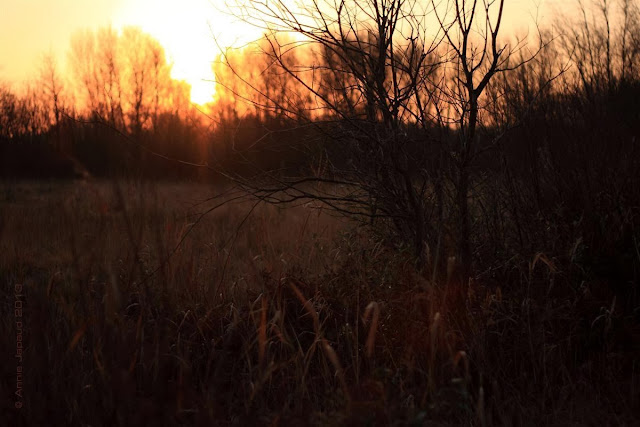 the golden hour© Annie Japaud 2013, photography, nature, blogging, Oughterard, Connemara, Ireland