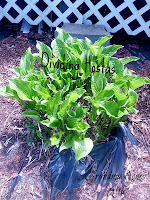 Hosta Plants Hosta Plants