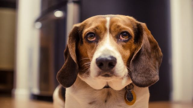 Beagle HD Wallpaper