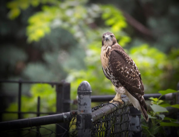 Tompkins Square red-tail fledgling 18