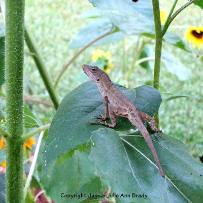 Brown anole lizard on a sunflower leaf