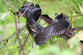 Russian Rat snake.