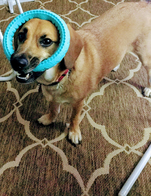 Puppy playing with toy