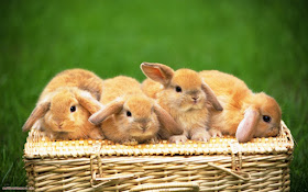 Cute Rabbits 7