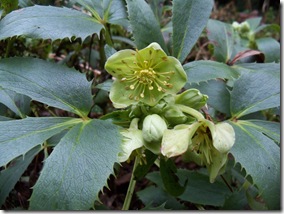 helleborus_silver_lace