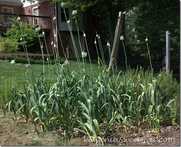 Garlic Ready to be Harvested