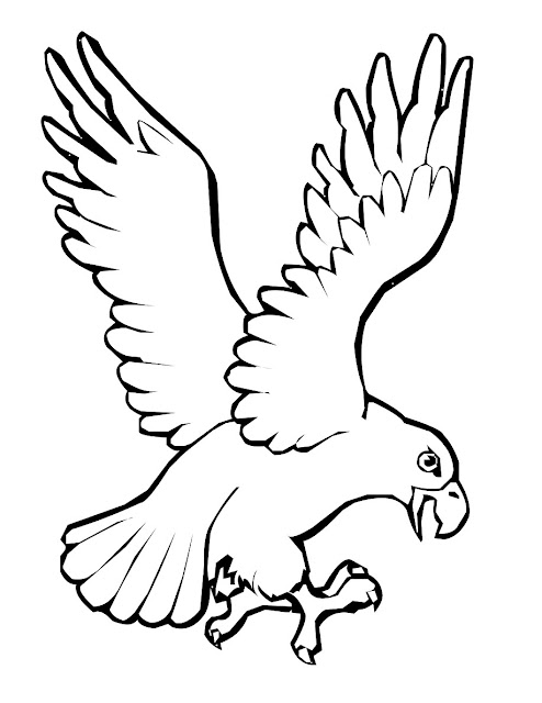 Sketsa Gambar Burung Hantu,Merak,Garuda,Elang