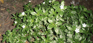 Rose periwinkle flower