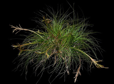 Tillandsia festucoides care and culture