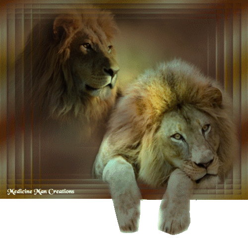 leones (9)