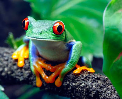 amphibians animals pictures with names 
