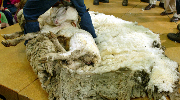 Clever Sheep Avoided Shearing For Six Years By Hiding In A Cave