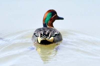 "Green-winged Teal - Anas Crecca, Tiny duck with a small, thin beak. Males have a brown head with a large green swatch behind the eye, a creamy speckled breast, and a mainly grey body. Swimming gently across the water."