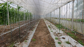 【20201030】ミニトマトが取り除かれた畝