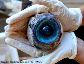 Giant Eyeball Found on Florida Beach - October 2012