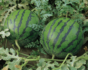 Watermelon Fruit Plant