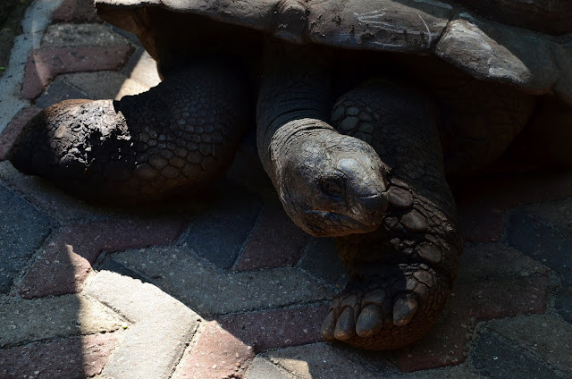 Zanzibar - Prison Island (Changuu) - Turtle