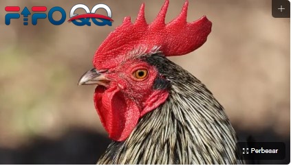 Unik, Sekolah di Selandia Baru Ini Gunakan Ayam Jadi Petugas Lalu Lintas