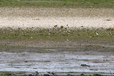 Grutte Sânwilster - Woestijnplevier - Charadrius leschenaultii