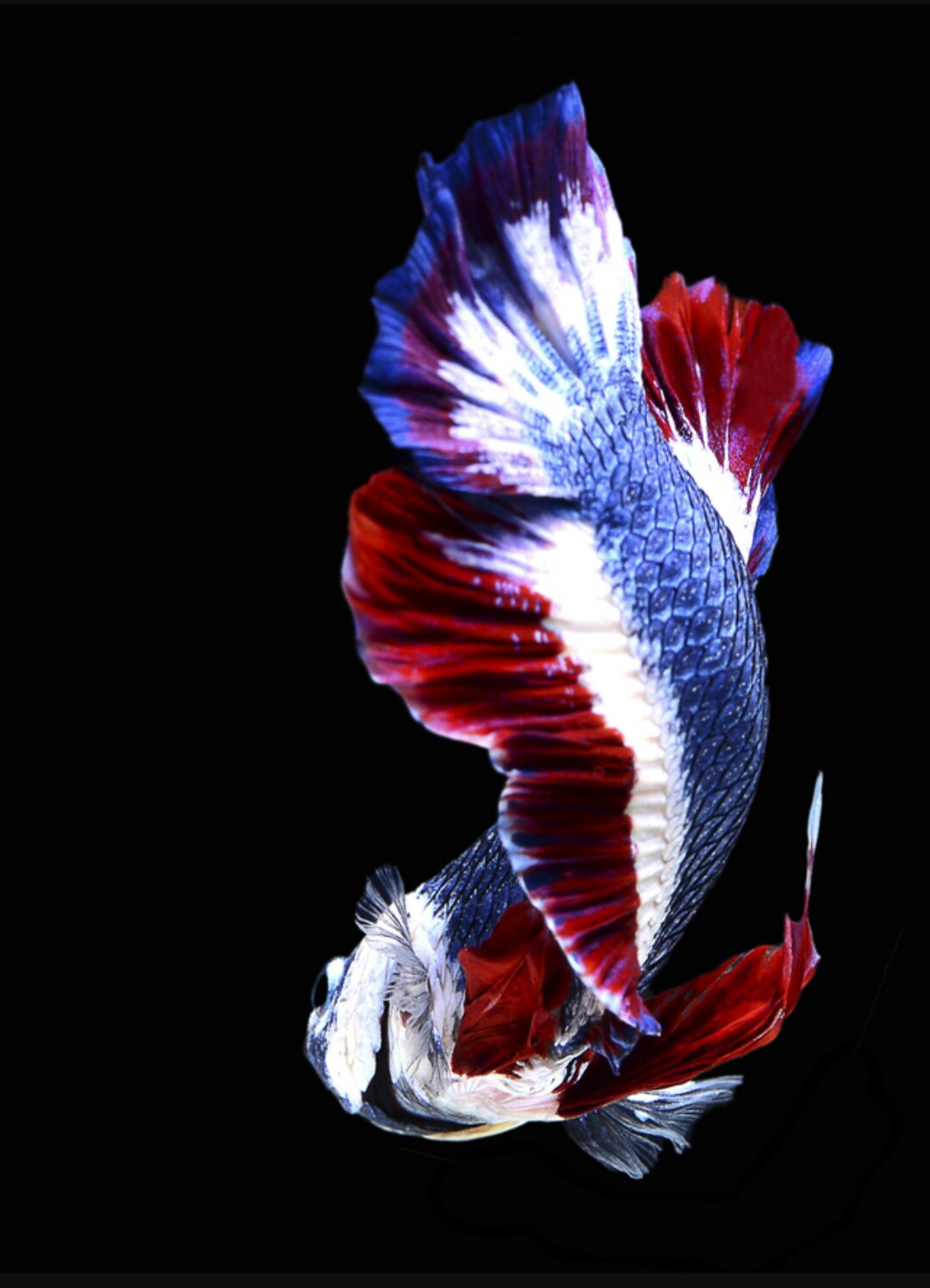 Ikan  Cupang  Termahal Dan Terlangka di Dunia Cupang  Sehat