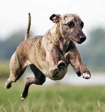 Dog Wallpapers Album: Whippet Dog Breed Pictures