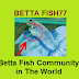 How Many Times Feed Betta Fish in a Day ?