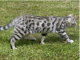 foto kucing bengal 03