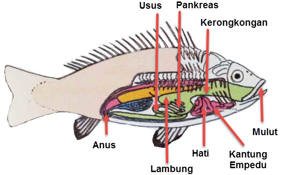 Organ Tubuh Ikan  dan Fungsinya Mikirbae