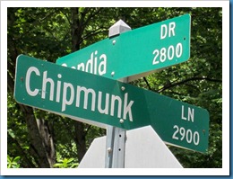Chipmunk