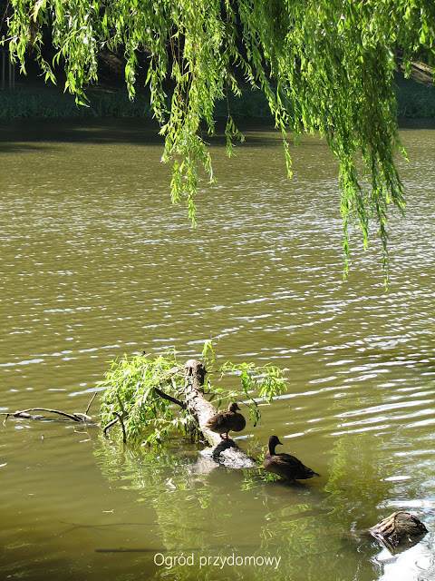 Park Oruński, ogród przydomowy