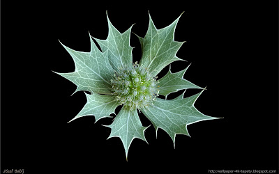 http://wallpaper-4k-tapety.blogspot.com/2015/02/eryngium-maritimum-mikoajek-nadmorski.html