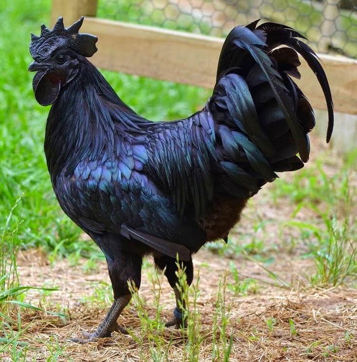 Misteri Ayam Cemani