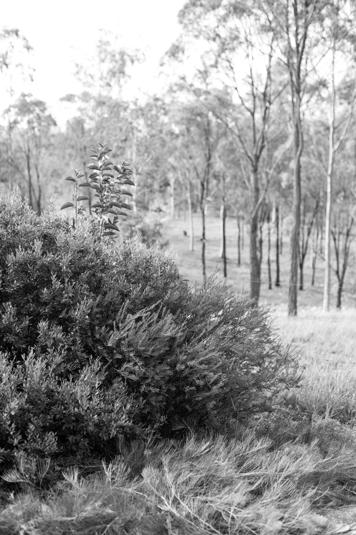 australian bush