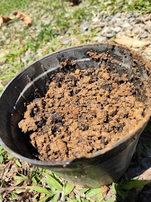 Como plantar Canapum em vaso em casa