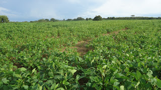 Plantações de soja no estado de Goiás