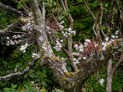 Sekkoku (Dendrobium herb) flowers: Engaku-ji